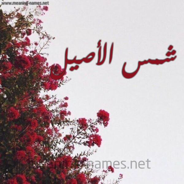 شكل 18 صوره الورد الأحمر للإسم بخط رقعة صورة اسم شمس الأصيل Shmsal"asyl